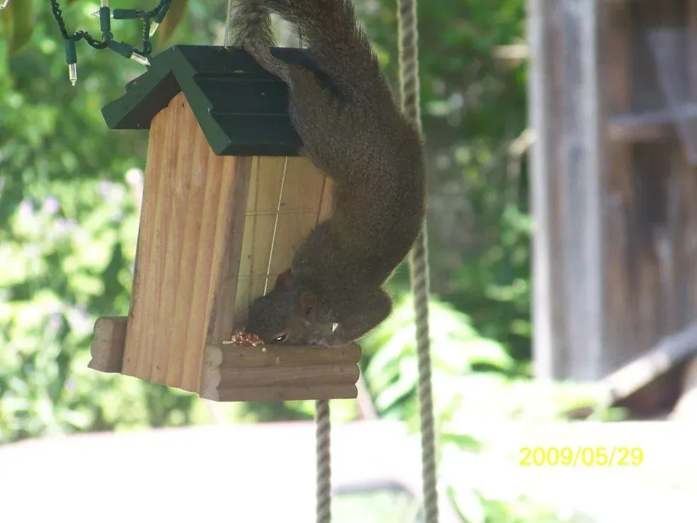 A squirrel is sitting on top of a bird house