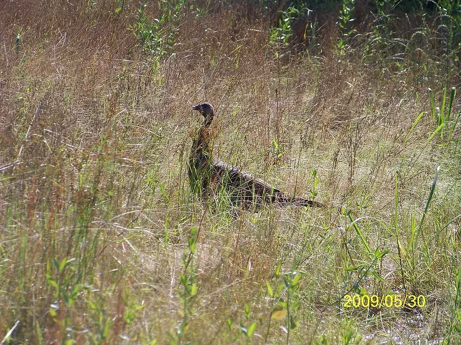 A bird is standing in the middle of a field of tall grass.