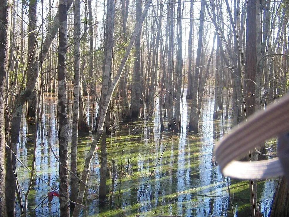 A swamp with trees and shrubs surrounding it