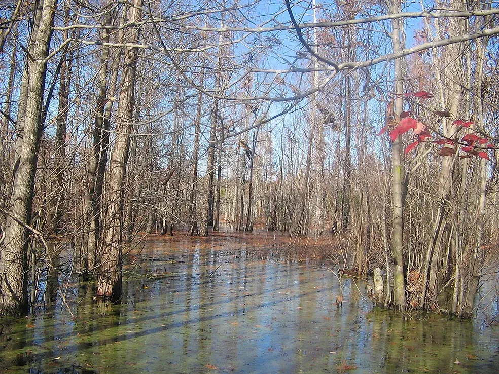A swamp in the middle of a forest with trees covered in water