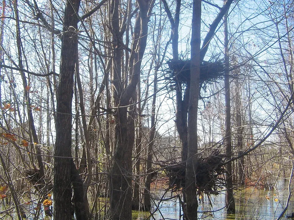 A bird nest in the middle of a flooded forest