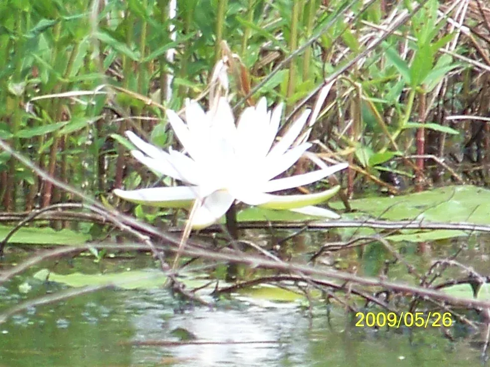 A white water lily is growing in the water