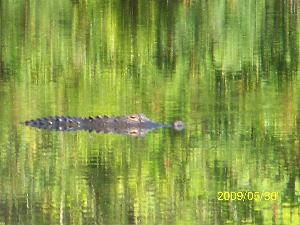 A large alligator is swimming in a body of water.