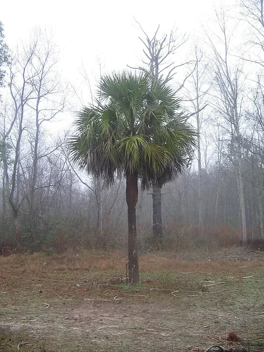 A palm tree in the middle of a foggy forest.