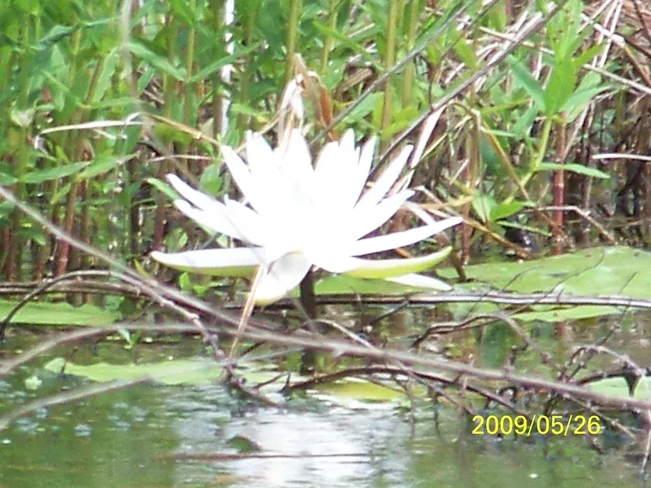 A white lotus flower is growing in the water