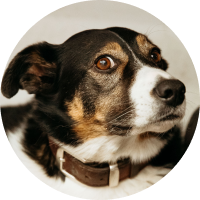 A close up of a black and white dog wearing a brown collar.