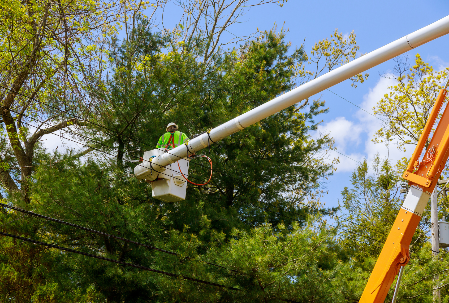 Penn Line Tree Service Residential Tree Care | Skyline Tree Service