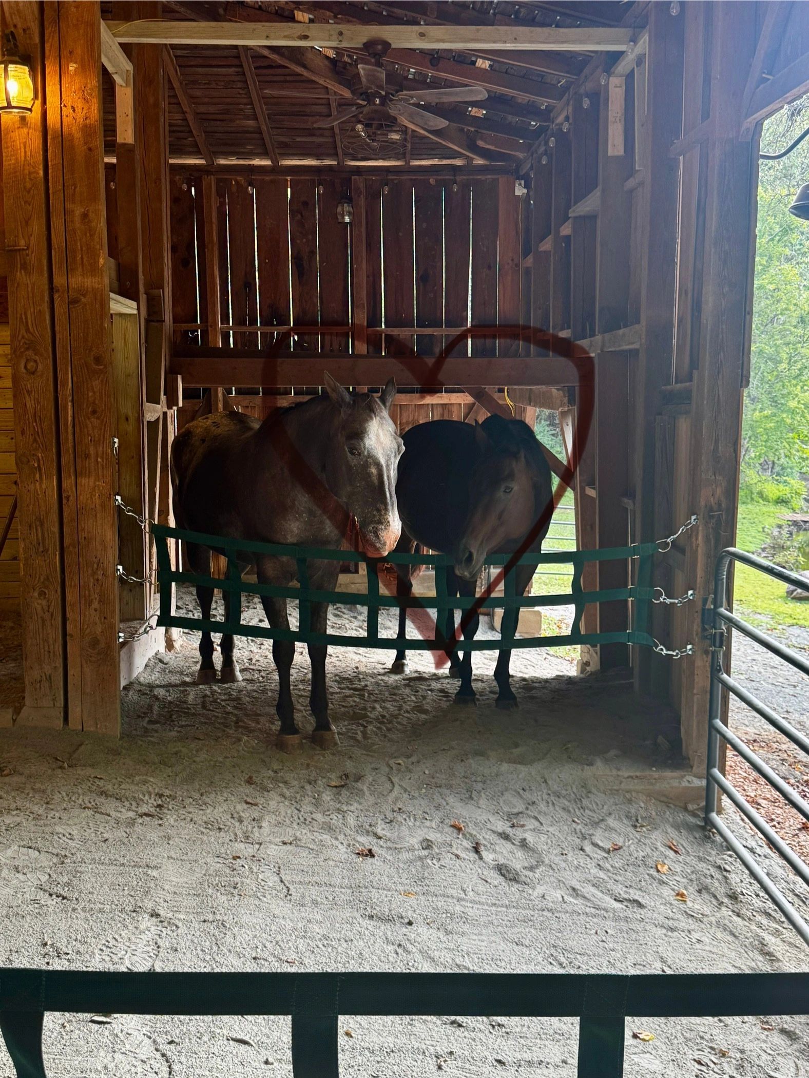 Two black-and-white cows standing in a wooden barn stall with hay on the floor
