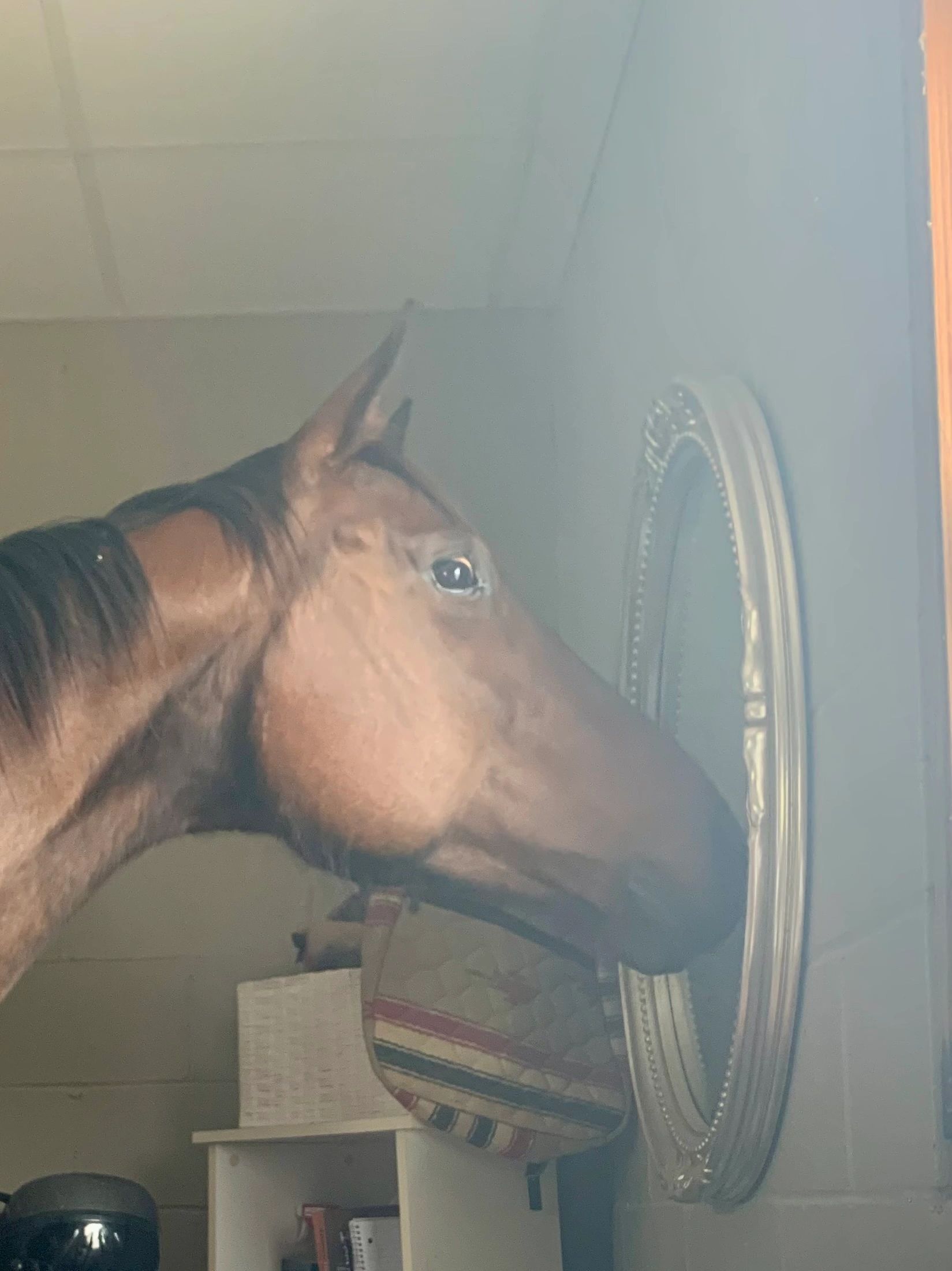 Horse looking into a mirror on a wall indoors
