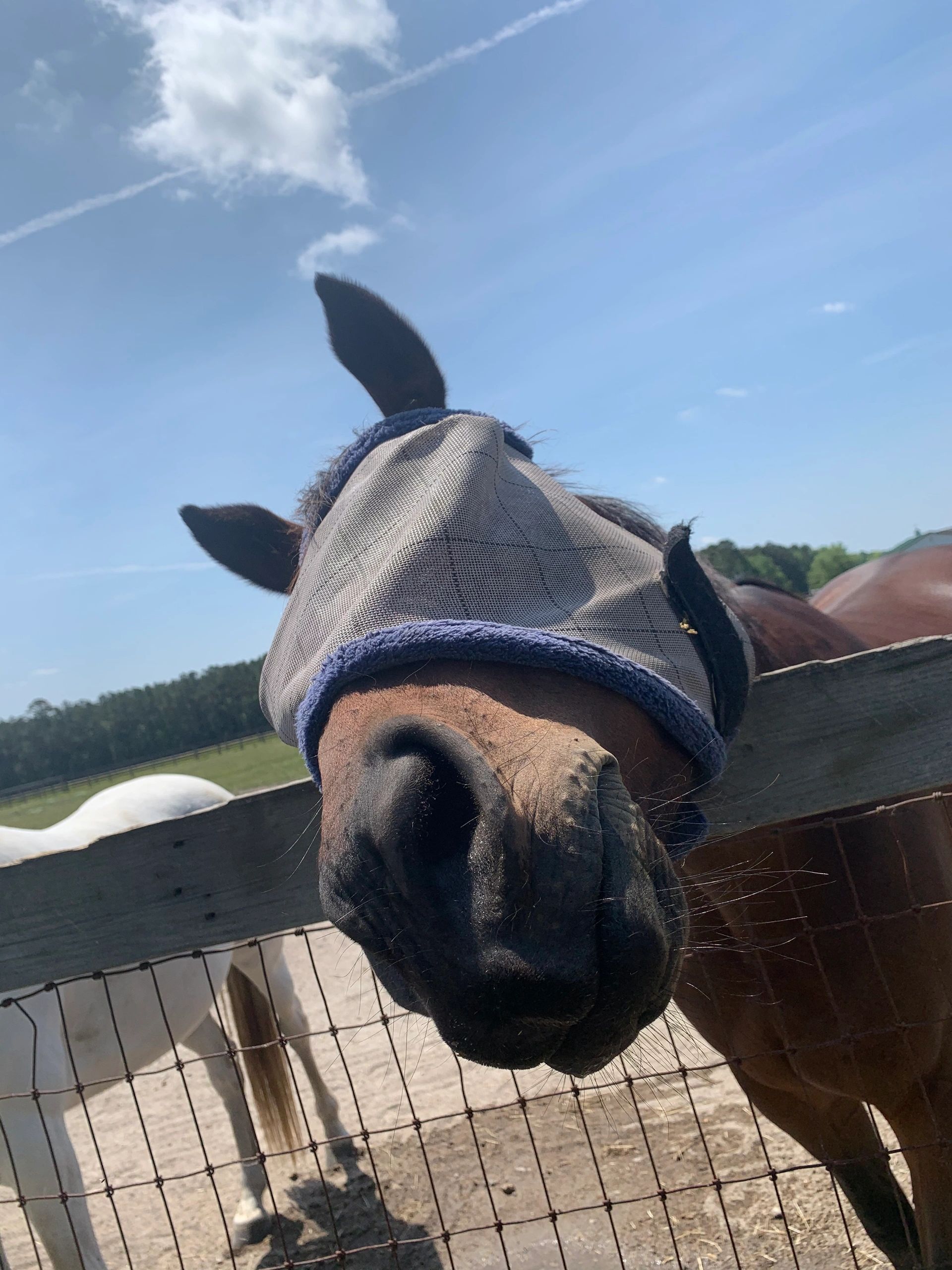 Close-up of a brown horse wearing a blue halter at a fence under a sunny sky