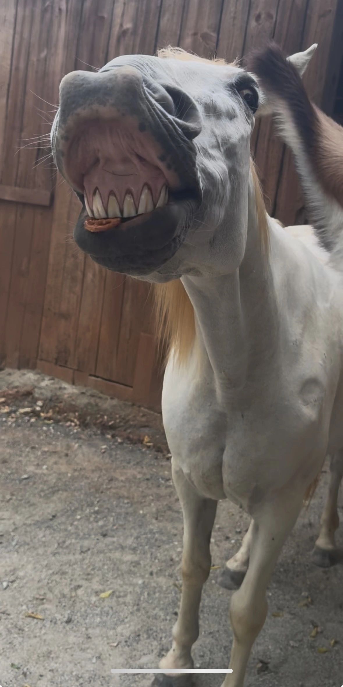 Small horse or pony baring its teeth, standing in front of a wooden fence.