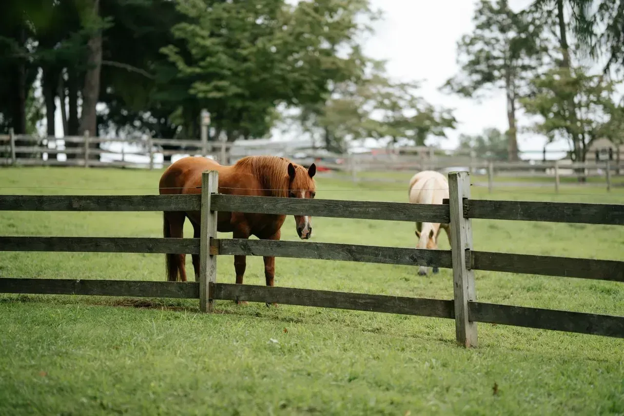 Two horses grazing in a fenced green pasture with trees in the background