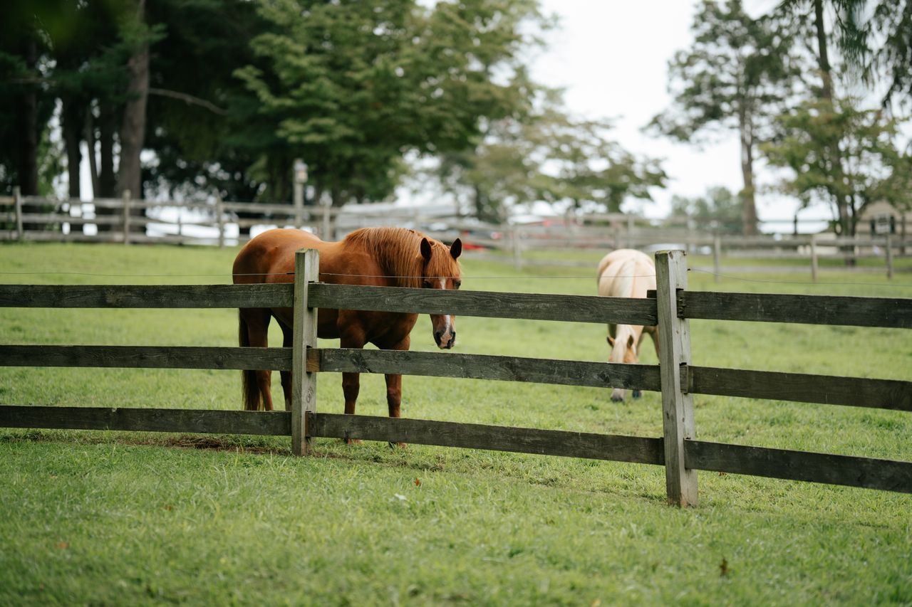 Two horses standing by a wooden fence in a green pasture