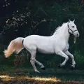 White horse trotting through a dark wooded field, its mane and tail flowing.