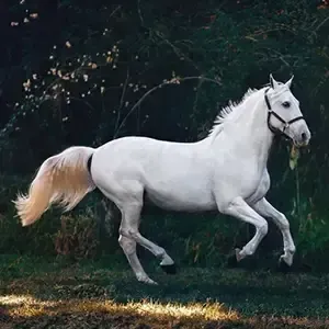 White horse trotting through a dark wooded field, its mane and tail flowing.