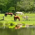 Four horses grazing in a green pasture by a pond, with trees in the background.