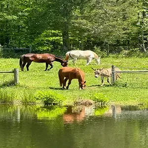 Four horses grazing in a green pasture by a pond, with trees in the background.