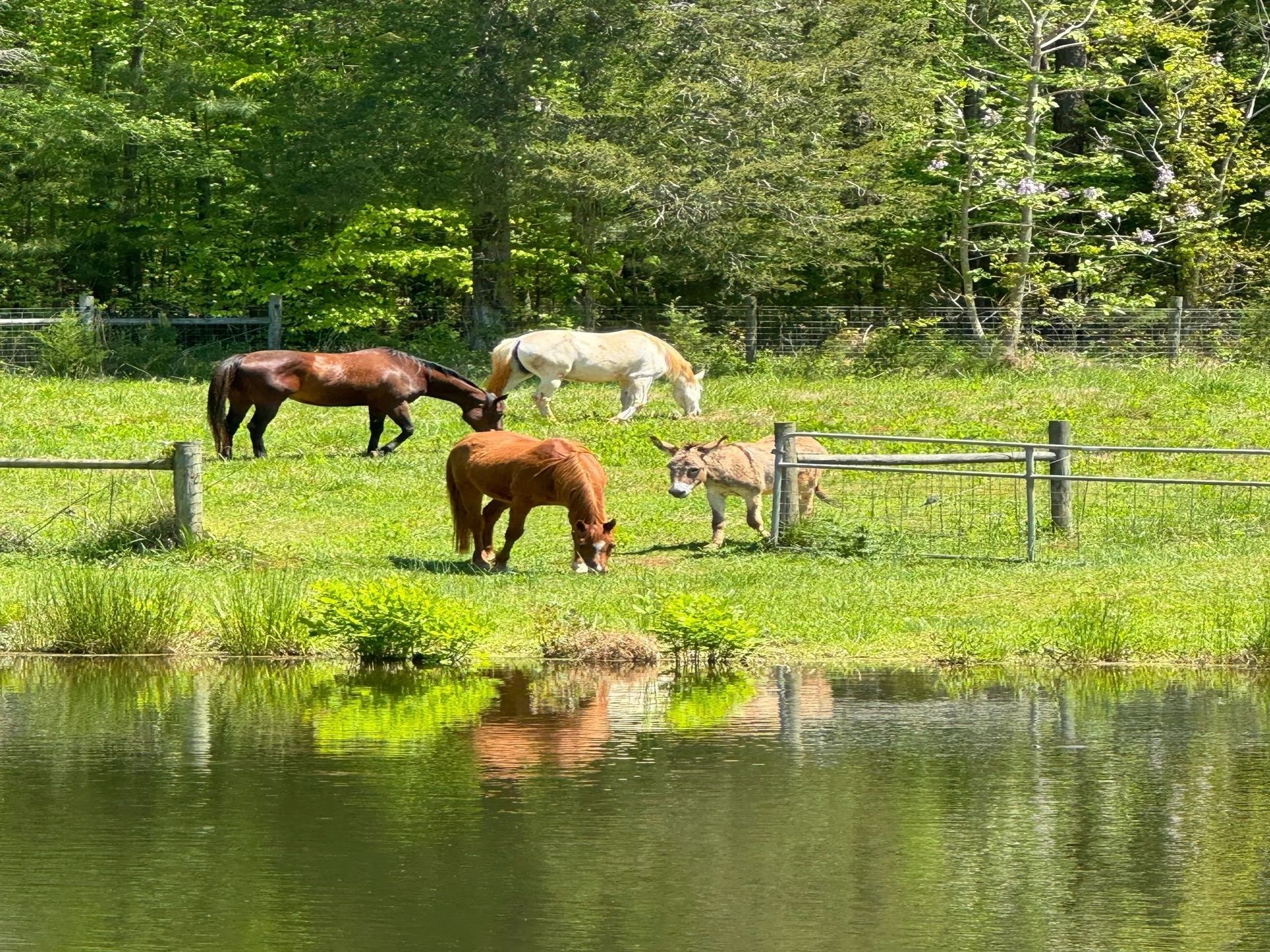 Four horses grazing in a green pasture beside a pond, with trees in the background.