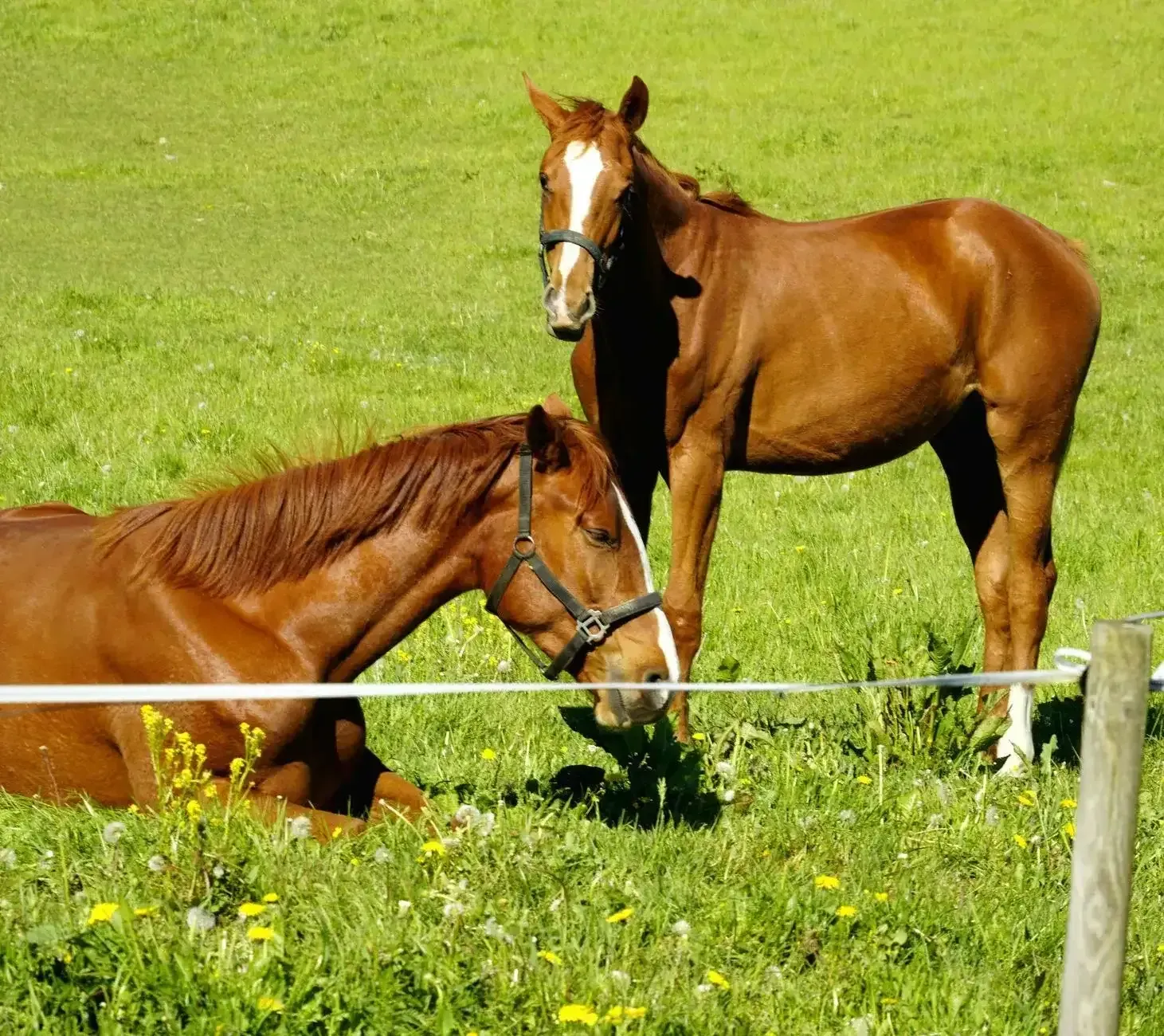 Two brown horses in a green pasture, one standing and one grazing behind a fence