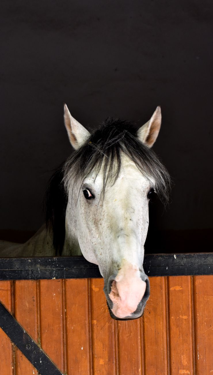 White horse with black mane peeking over an orange stable door at night