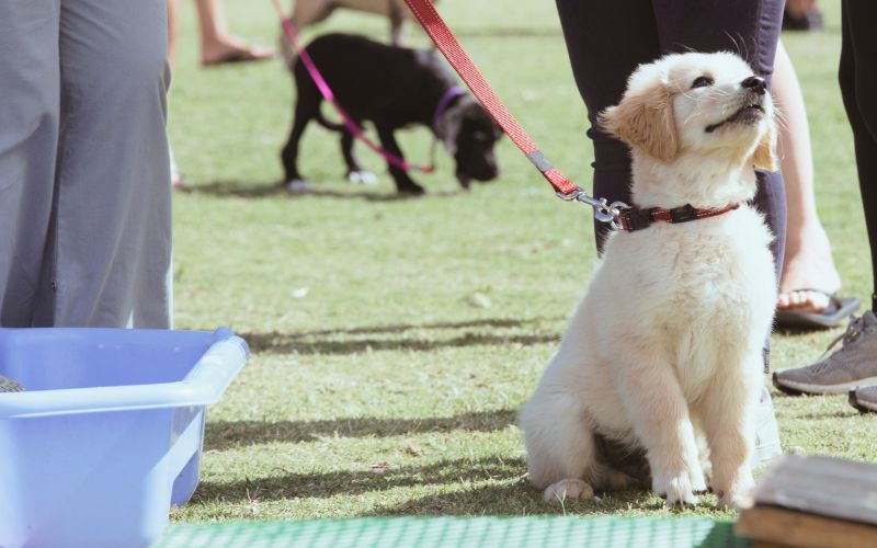 A polite puppy.