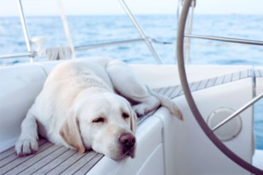 A yellow Labrador retriever relaxing calmly on a boat thanks to Beacon Bay Dog Training.