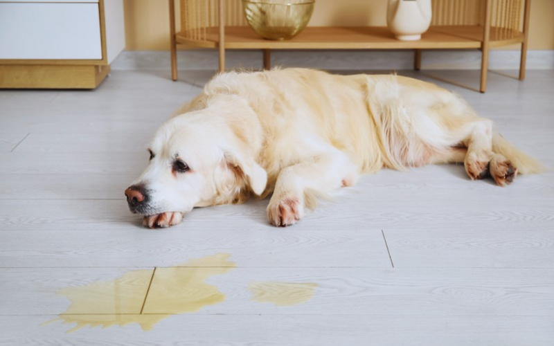 Dog Potty Training