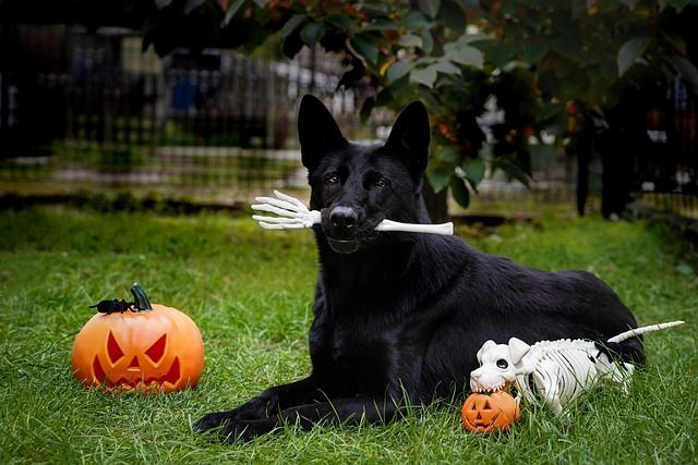 Black dog with a skeleton arm in their mouth.