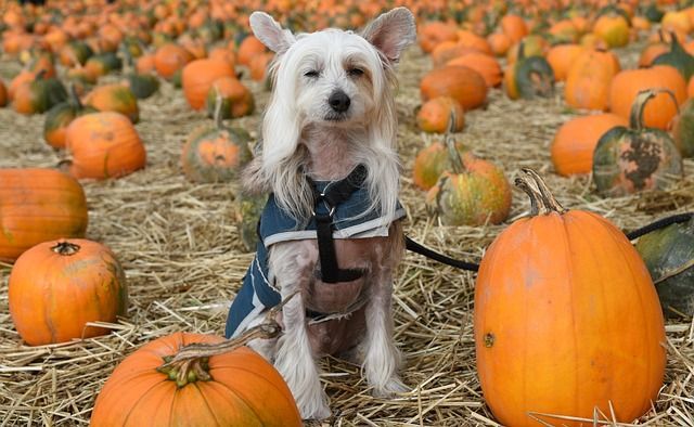 White dog sitting in a pumpkin patch.