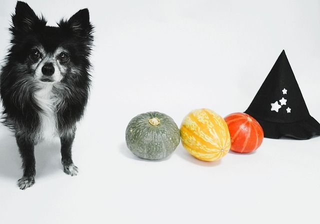 A black and white dog standing next to three decorative gourds and a witch hat.