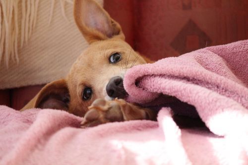 Puppy Chewing.