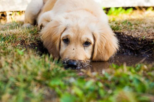 Puppy Digging Hole in Yard.