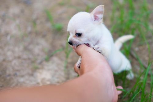 Puppy Mouthing Hand.