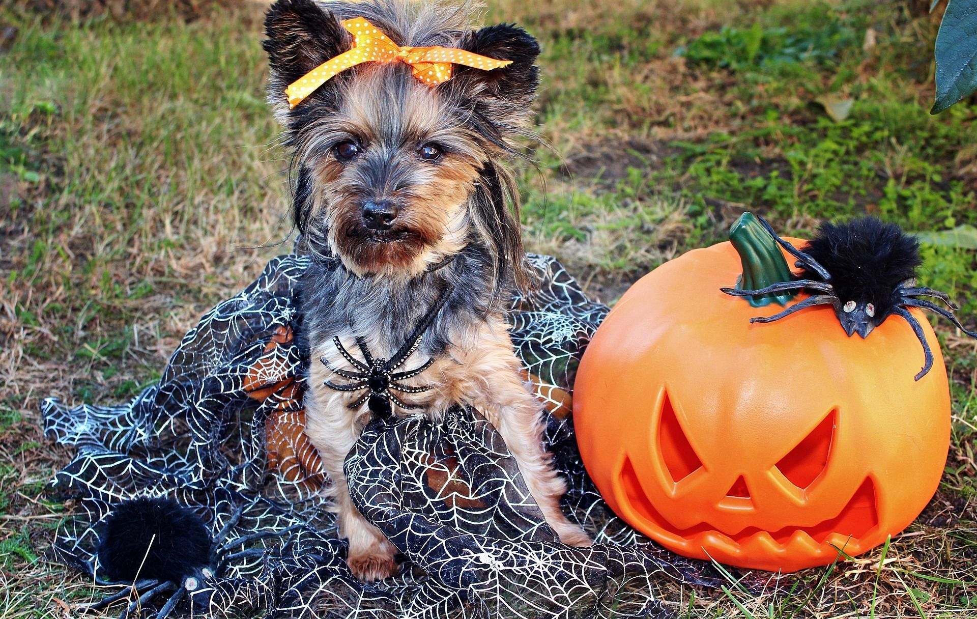 Terrier in a spider web costume sitting next to a pumpkin.