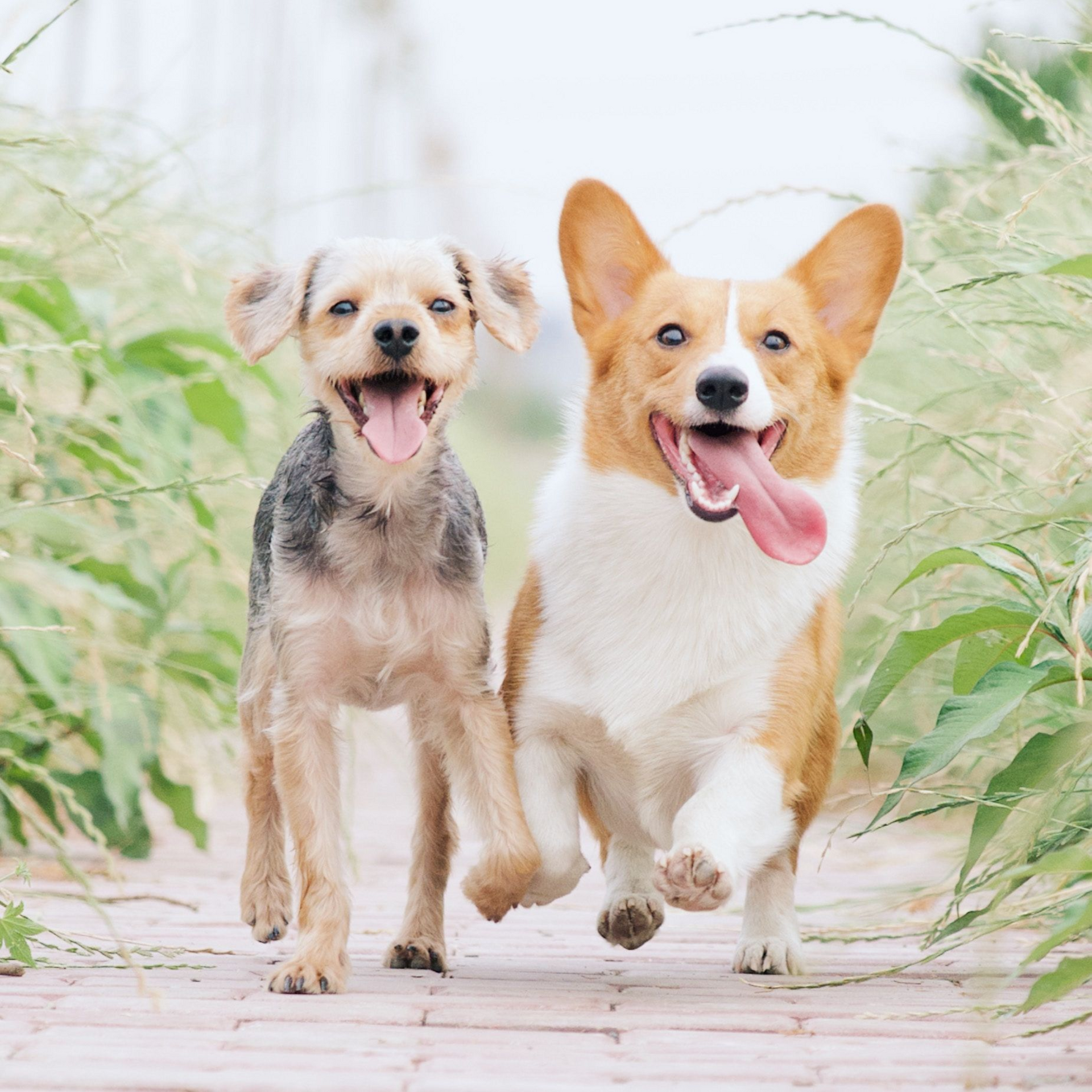 Two happy dogs.