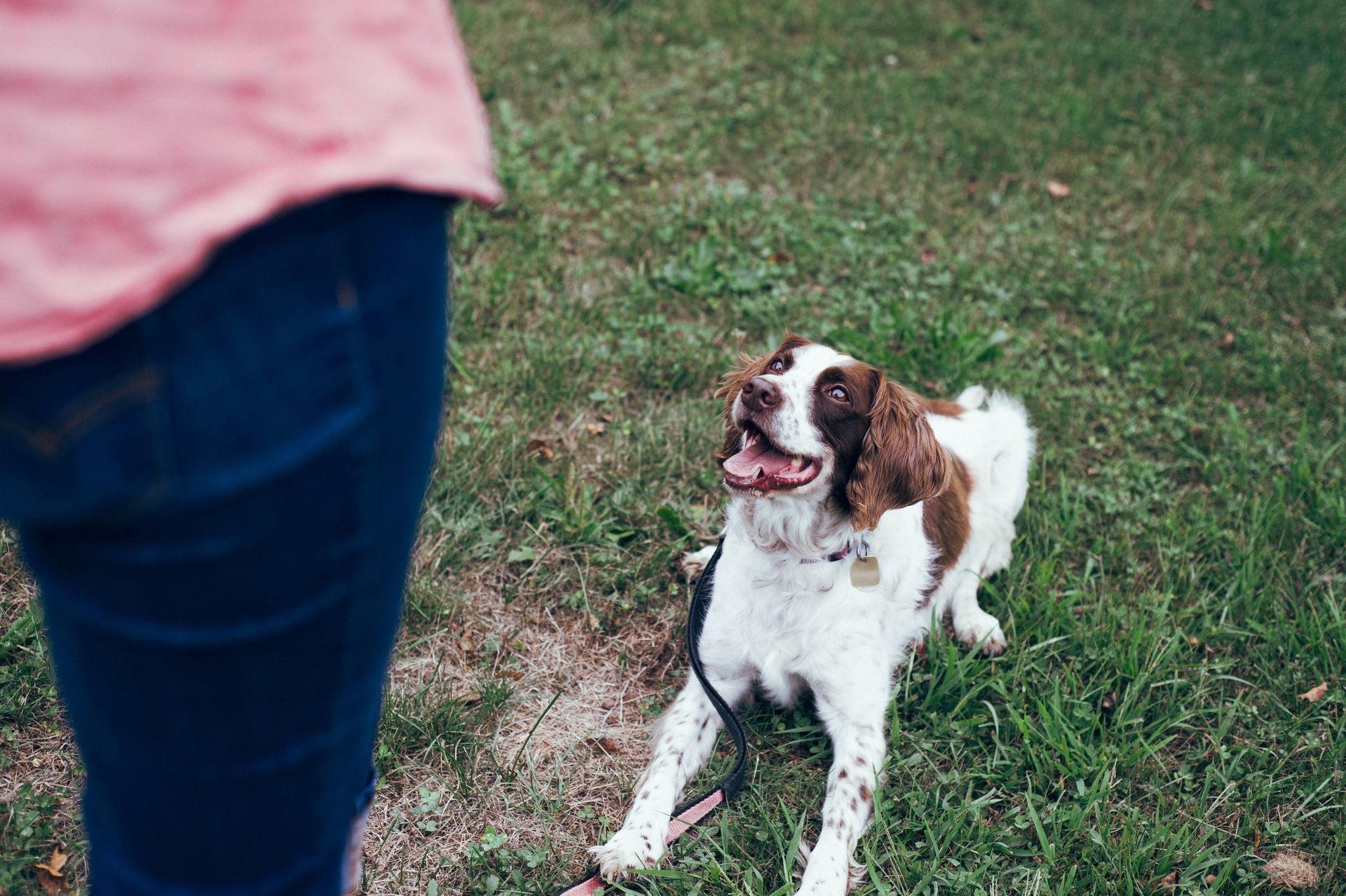 A dog listening to their owner.