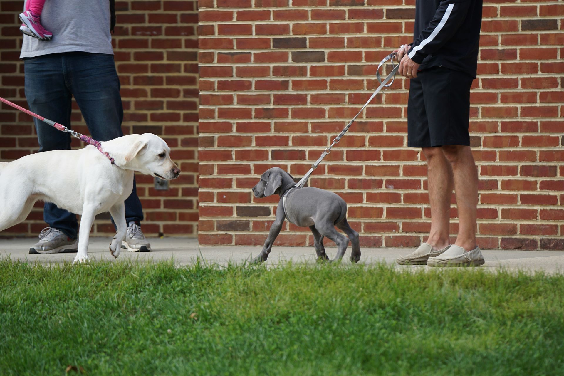 How not to socialize your puppy.