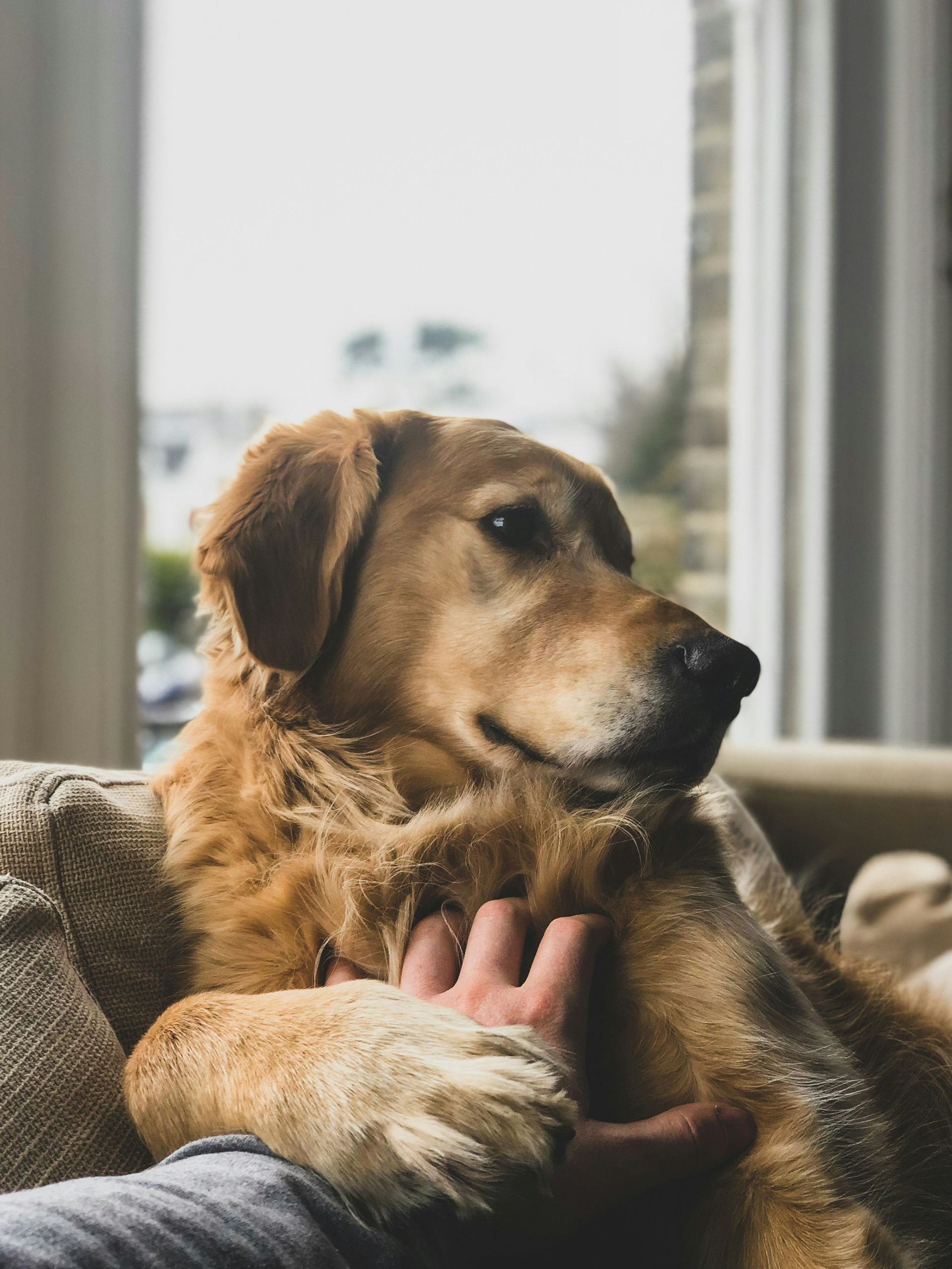 Golden retriever type dog relaxing on a sofa.