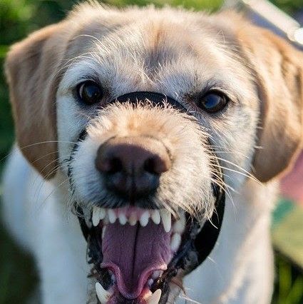 An angry dog showing their teet.