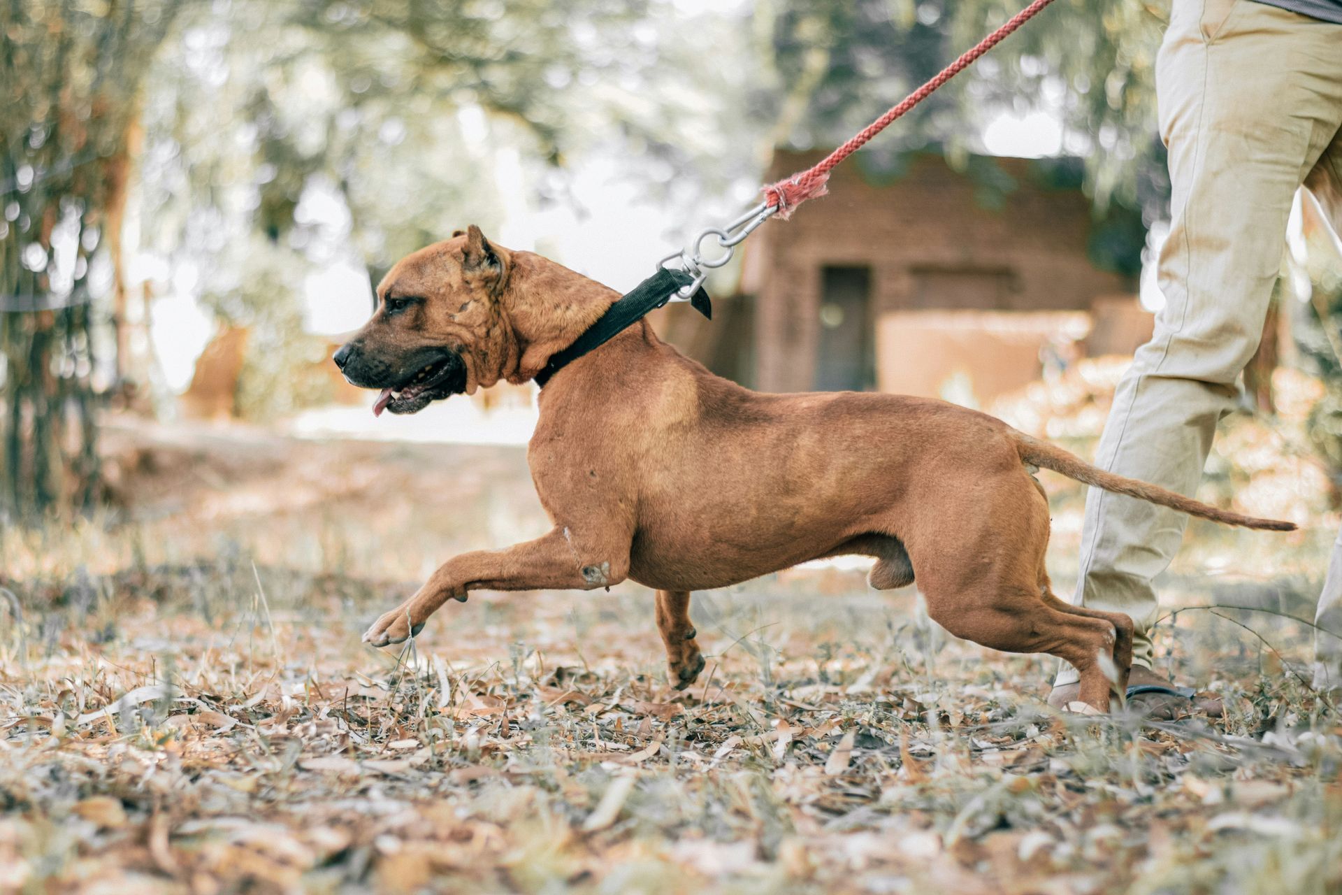 Dog pulling on leash.