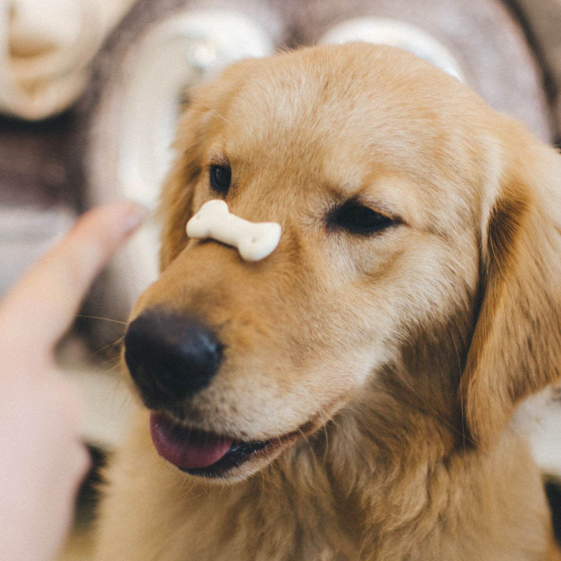 Dog balancing a treat on their nose.