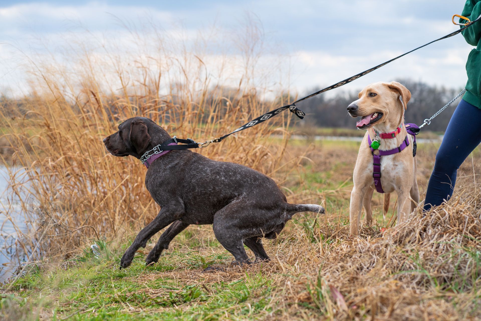 Dog pulling on leash