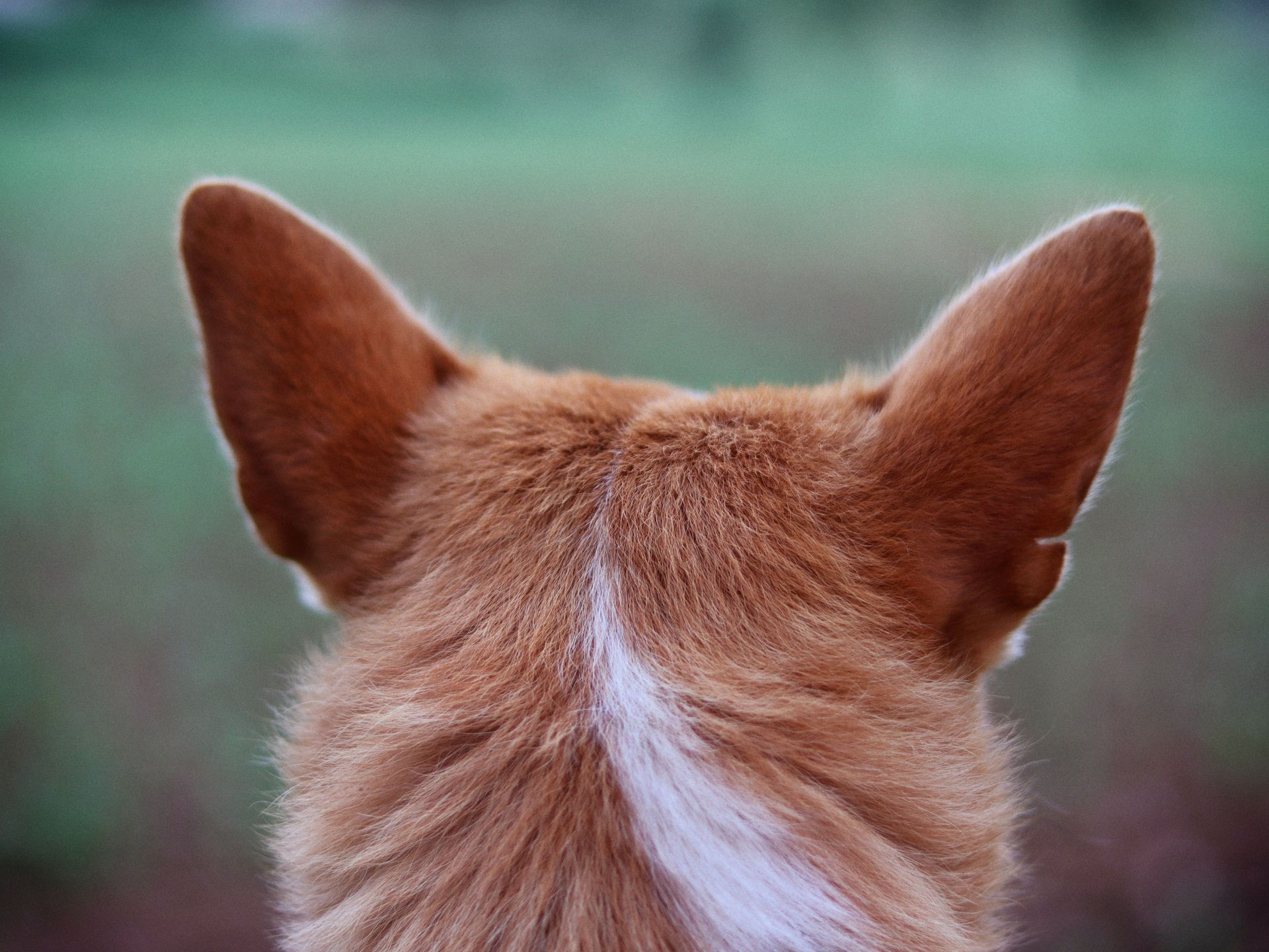 Corgi Ears.