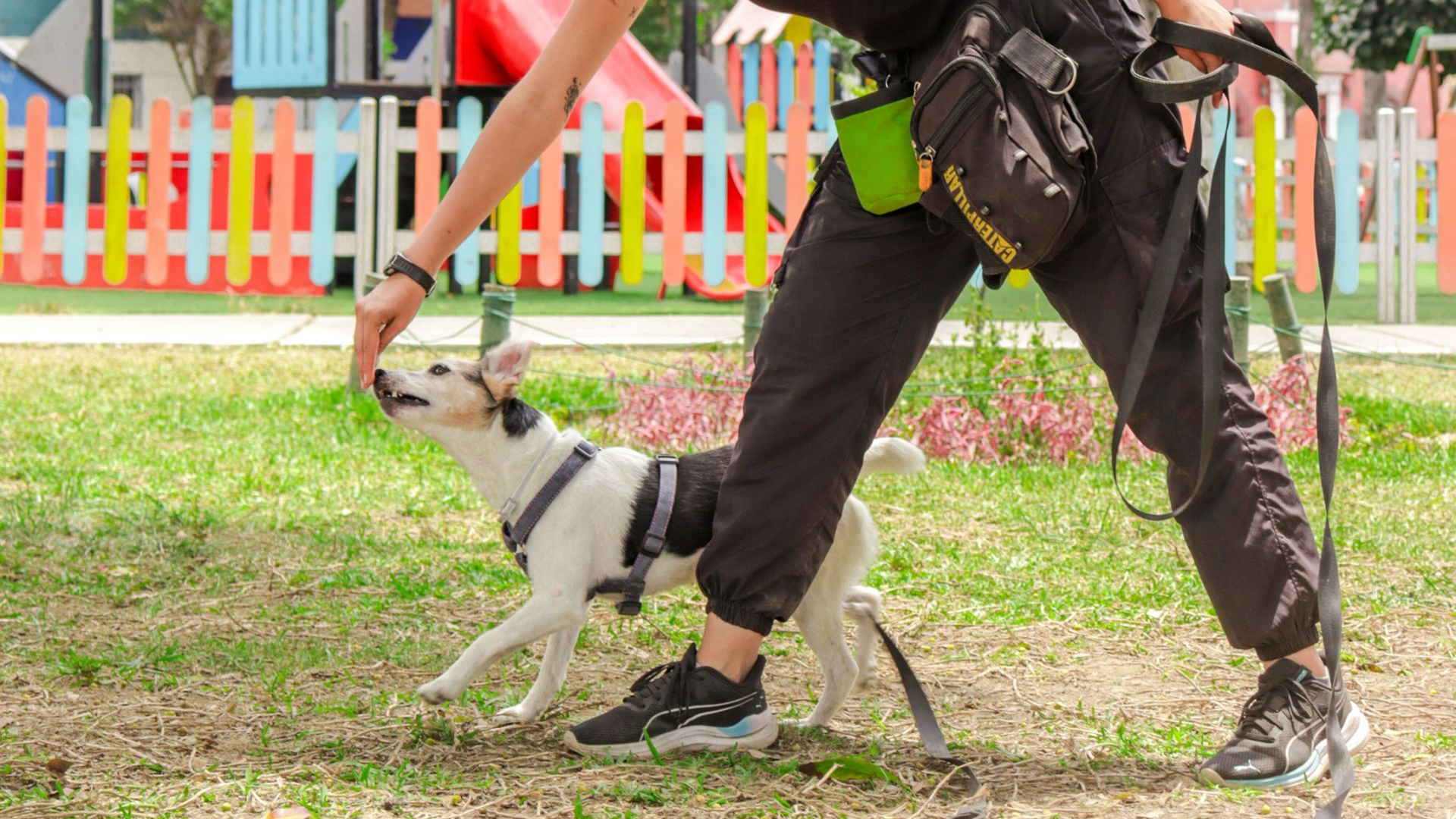 A dog trainer is using a treat in their hand to lure a small black and white dog.