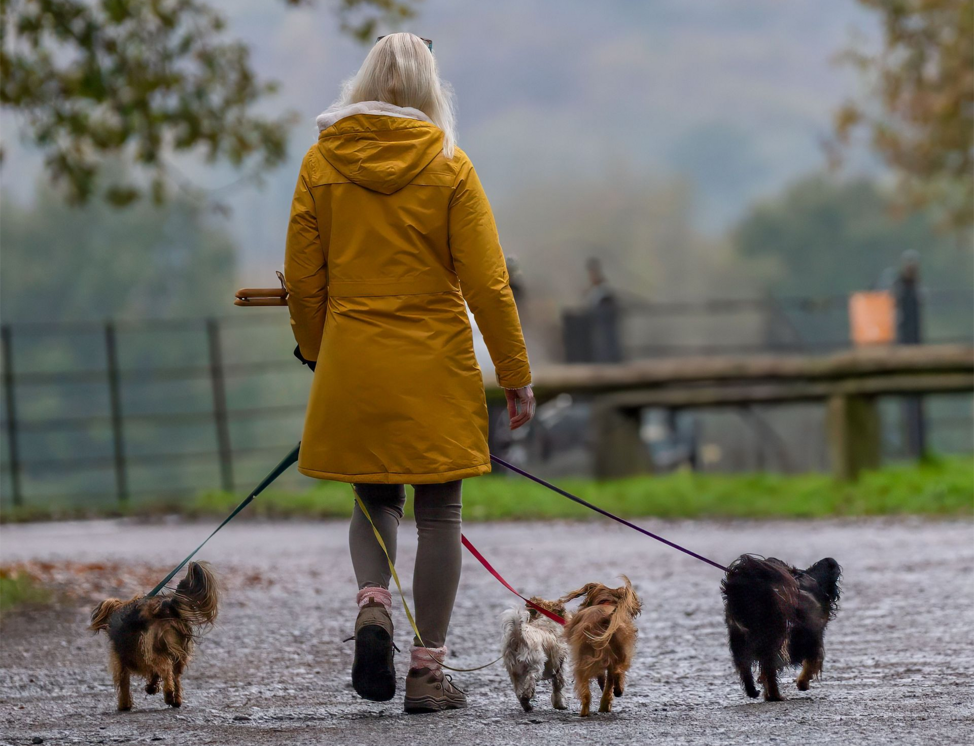 Dogs with good leash manners.