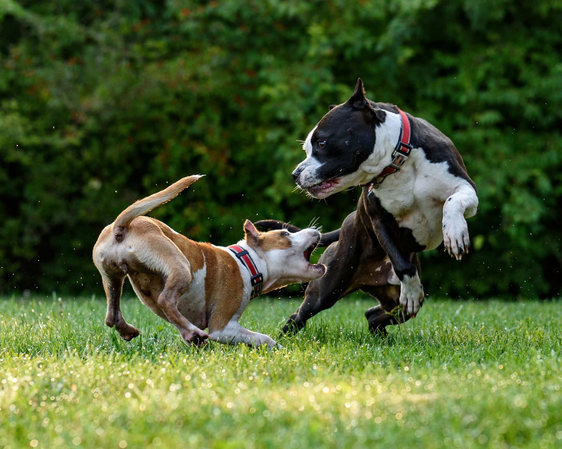 Two dogs fighting.