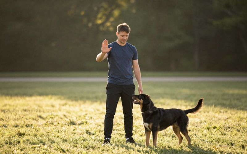 Traverse City Dog Trainer Stopping Unwanted Behavior.