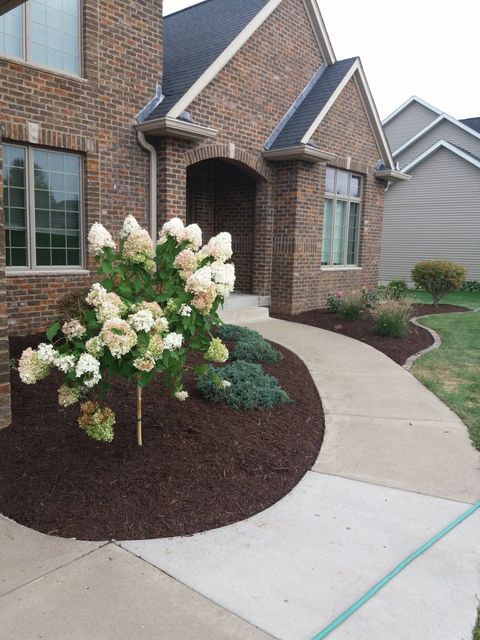 Brick house front entry with curved walkway and a flowering shrub in a mulched garden bed
