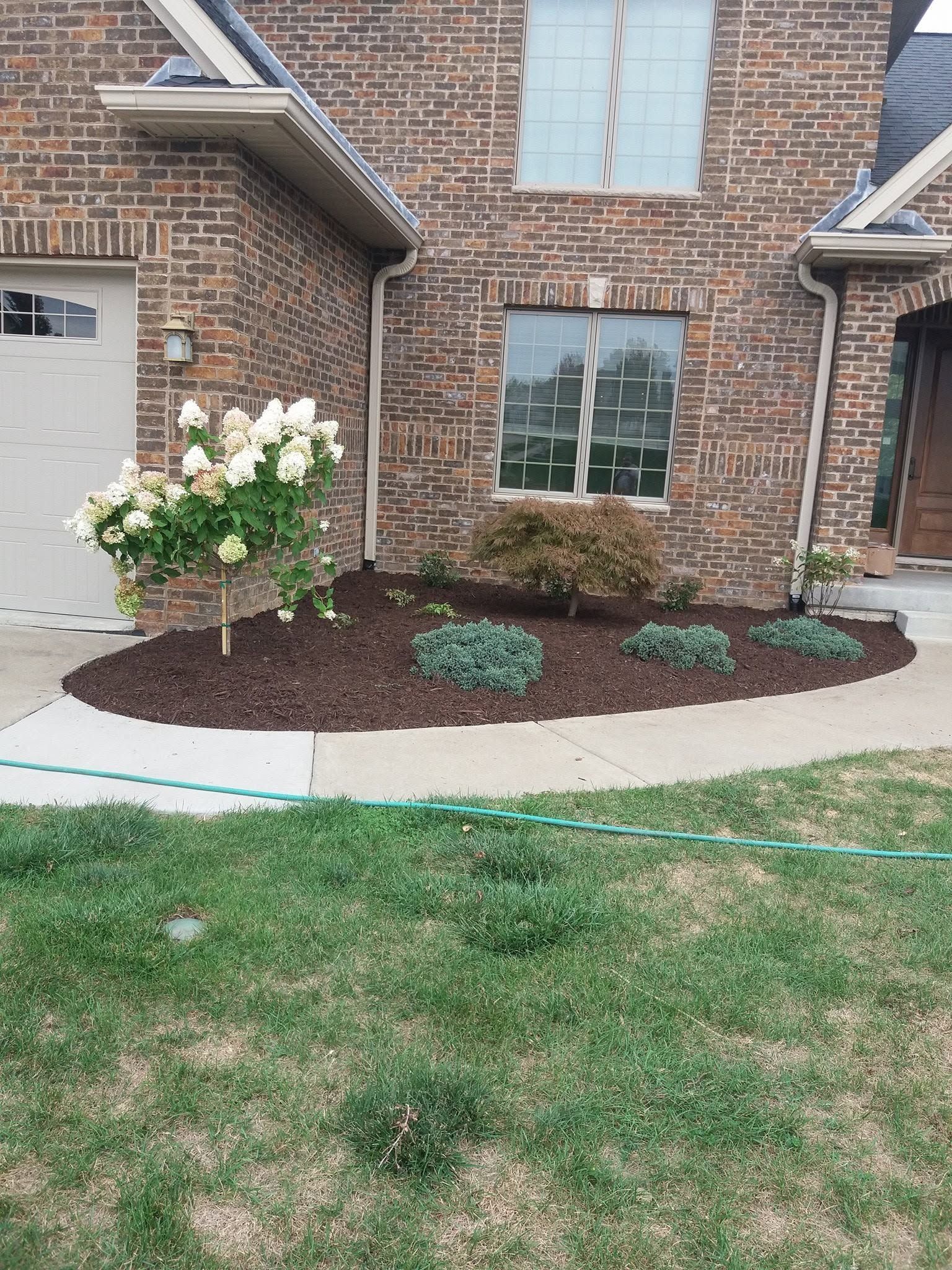 Brick house front yard with a white-flowering shrub, mulch bed, and curved concrete walkway