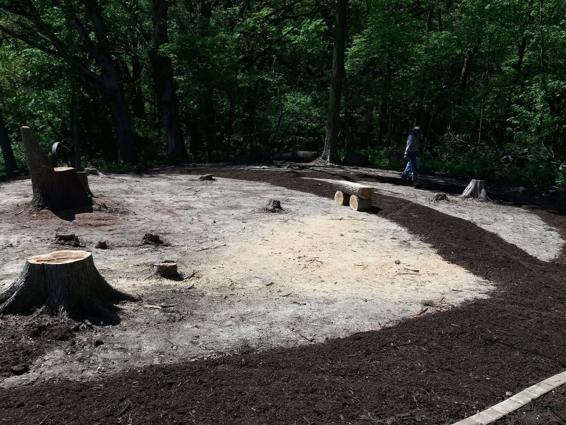 Forest clearing with a curved dirt path, tree stumps, and a person sitting near the trees.